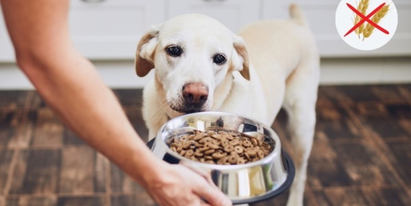 ¿Necesita mi perro comer un pienso Grain Free?