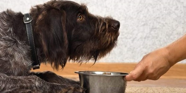 Que debe comer un perro con diarrea