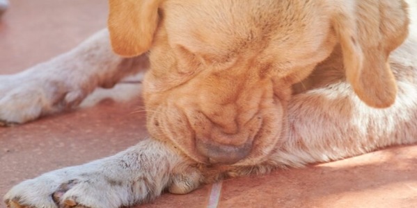 ¿Por qué tu perro se lame las patas?