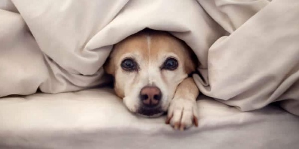 ¿Tiene frio tu perro? como le puedes proteger de las bajas temperaturas