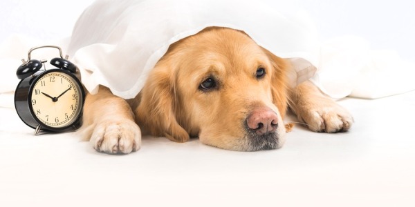 Como afecta el cambio de hora a tu perro