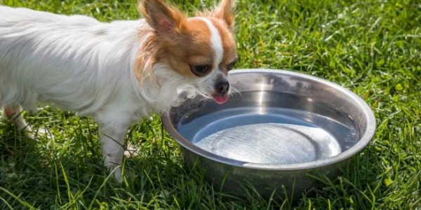 ¿Cuanto agua tiene que beber mi perro al día?