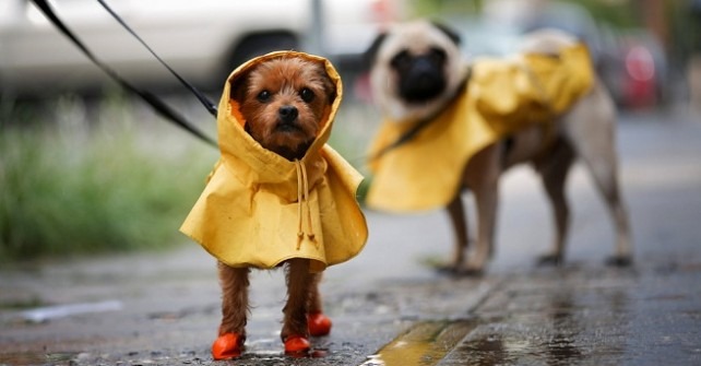 Pasear a tu perro cuando llueve