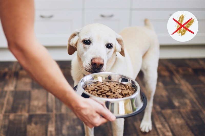 ¿Necesita mi perro comer un pienso Grain Free?