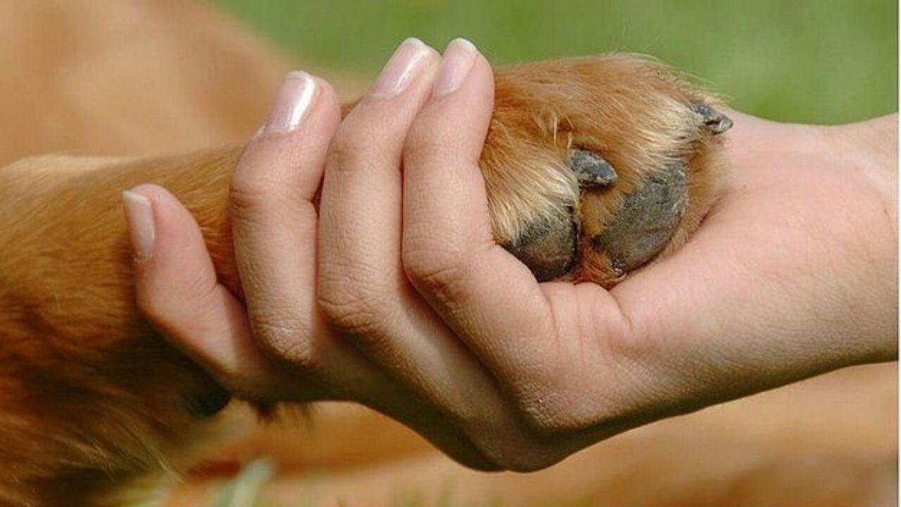 Cosas que no sabías de las patas de tu perro