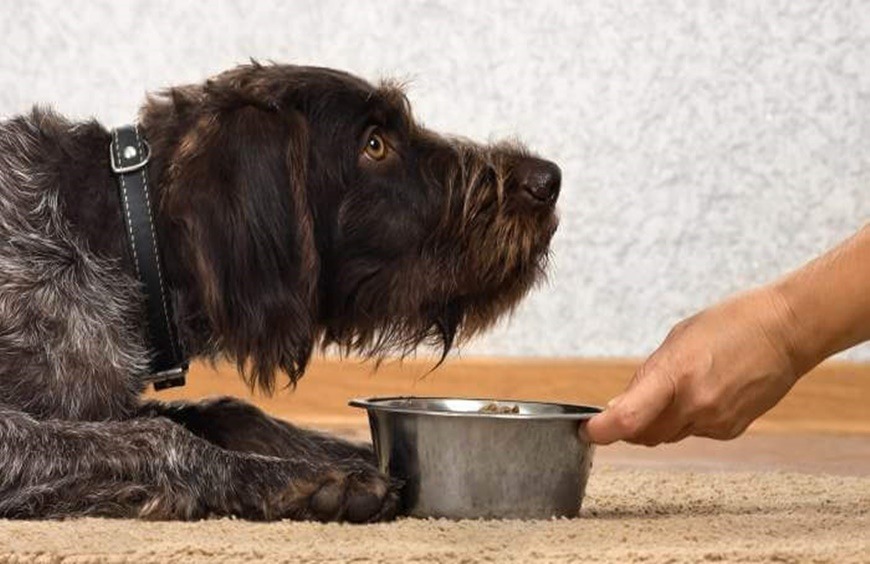 Que debe comer un perro con diarrea