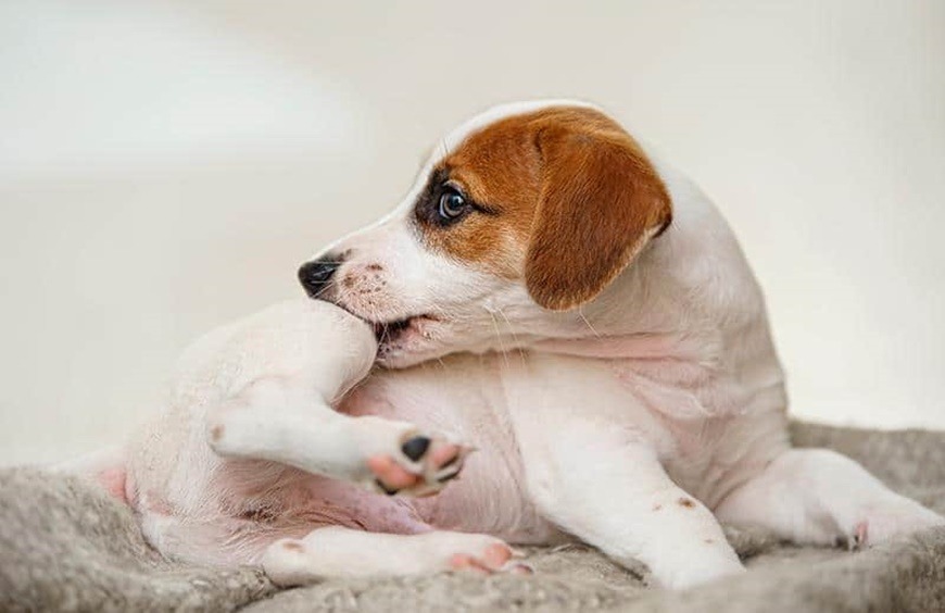 Comederos metálicos para perros; ventajas y desventajas