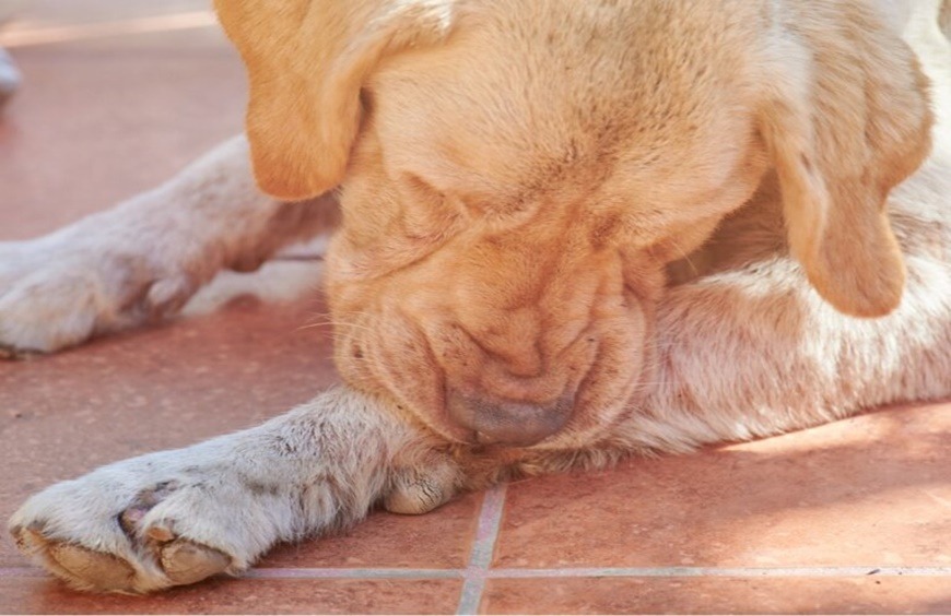 ¿Por qué tu perro se lame las patas?