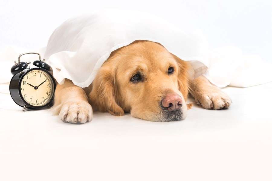 Como afecta el cambio de hora a tu perro