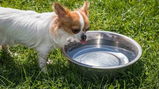 ¿Cuanto agua tiene que beber mi perro al día?