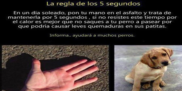 ¿Cómo asegurarte de que tu perro no sufre quemaduras en sus patas en los días de calor?